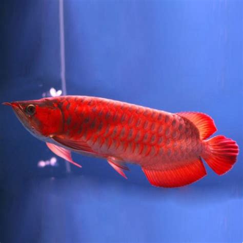 buy super red arowana online.